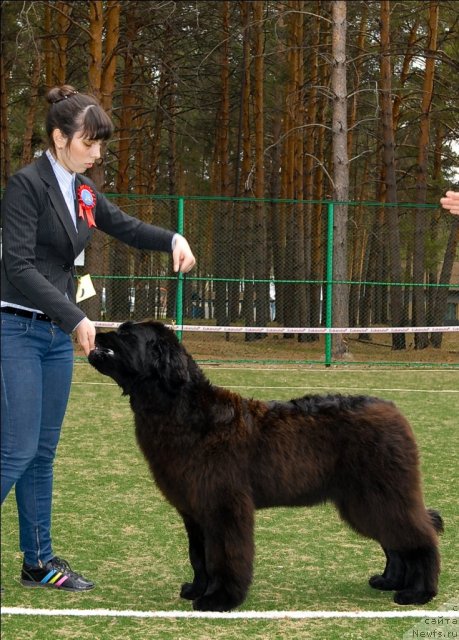 Фото: ньюфаундленд Акватория Келвин Олимпийский Мишка