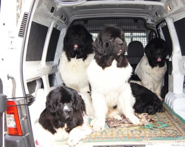 Фото: ньюфаундленд Супер Бизон Анталия, ньюфаундленд Супер Премиум Жодо Феролли (Super Premium Zhodo Ferolli), ньюфаундленд Супер Премиум Женева (Super Premium Zheneva), ньюфаундленд Супер Бизон Батон, ньюфаундленд Супер Премиум Ему Нет Равных