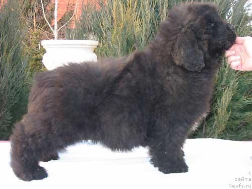 Фото: ньюфаундленд Midnight Lady's Voodoo Priest