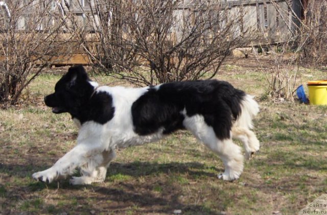 Фото: ньюфаундленд Супер Премиум Женева (Super Premium Zheneva)