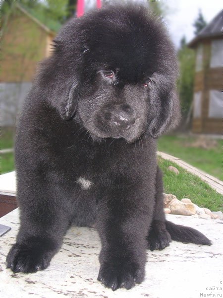 Фото: ньюфаундленд Сказочная Кроха Николета