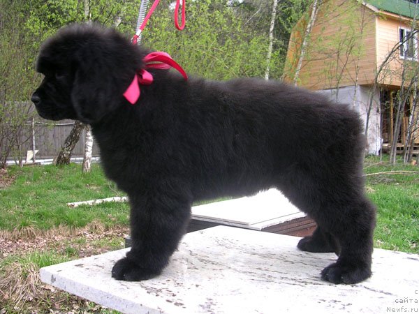 Фото: ньюфаундленд Сказочная Кроха Николета