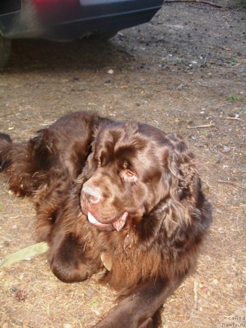 Фото: ньюфаундленд Фанньюф Окса-Дар