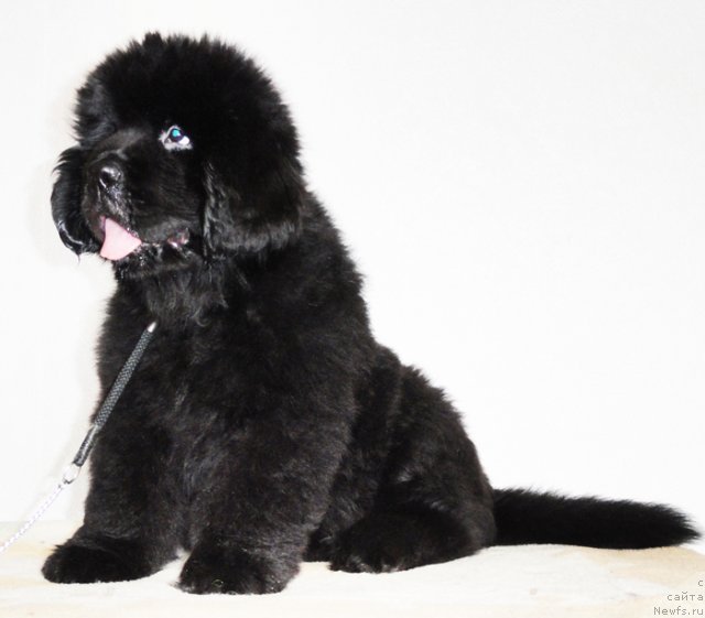 Фото: ньюфаундленд Бегущая по Волнам Дансинг Квин (Beguschaya po Volnam Dancing Queen)