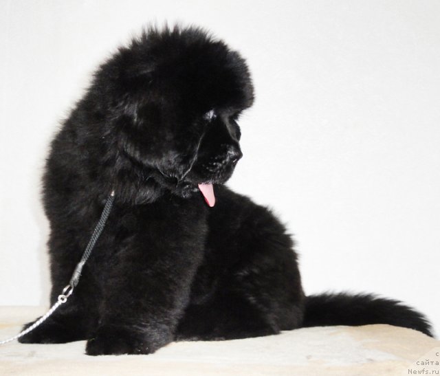 Фото: ньюфаундленд Бегущая по Волнам Дансинг Квин (Beguschaya po Volnam Dancing Queen)