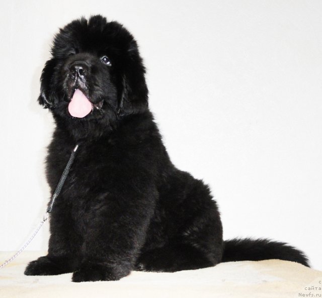 Фото: ньюфаундленд Бегущая по Волнам Дансинг Квин (Beguschaya po Volnam Dancing Queen)