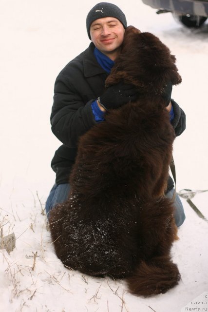 Фото: ньюфаундленд Лесная Сказка Королевский Медведь (Lesnaja Skazka Korolevskiy Medved), Дмитрий Самарцев