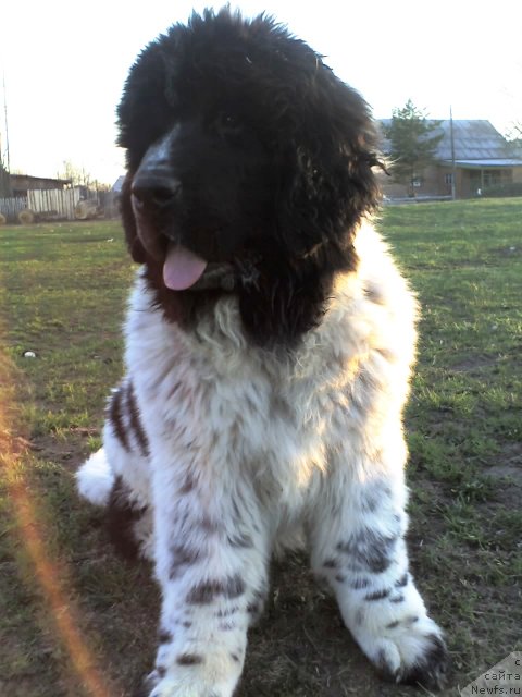 Фото: ньюфаундленд Супер Бизон Екатеринбург (Super Bizon Ekaterinburg)