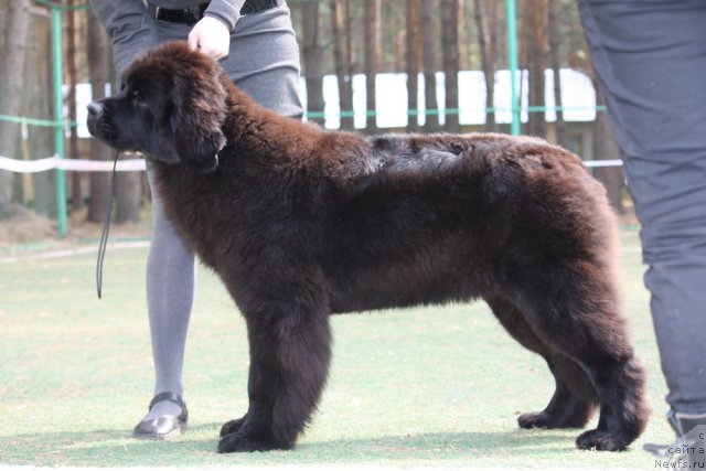 Фото: ньюфаундленд Акватория Келвин Онли Лав (Aquatoriya Kelvin Only Love)