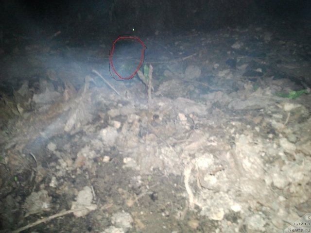 Фотография № 65341