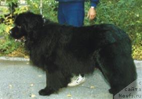 Фото: ньюфаундленд Боцман из Племени Кедра