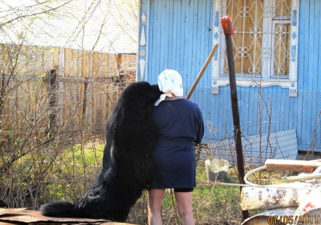 Фото: ньюфаундленд Их Высочество Владлена Маджикс