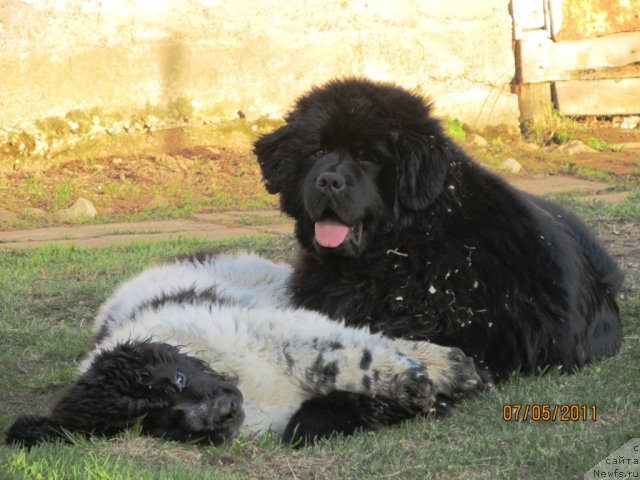 Фото: ньюфаундленд Их Высочество Владлена Маджикс, ньюфаундленд Супер Бизон Екатеринбург (Super Bizon Ekaterinburg)