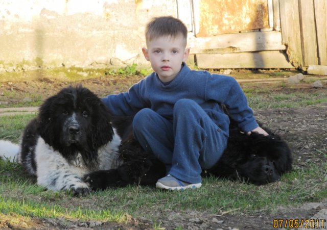 Фото: ньюфаундленд Их Высочество Владлена Маджикс, ньюфаундленд Супер Бизон Екатеринбург (Super Bizon Ekaterinburg), Славяшка Нистратов