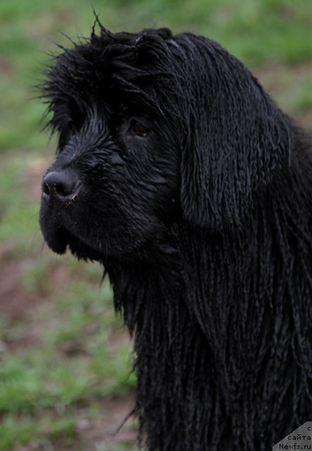 Фото: ньюфаундленд Особа Статная из Медвежьего Яра