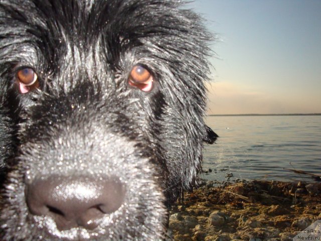 Фото: ньюфаундленд Их Высочество Глория Айрис (Ih Visochestvo Gloria Airis)