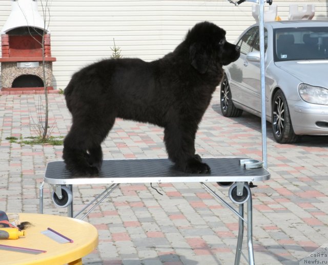 Фото: ньюфаундленд Сент Джонс Хендсел фо Ми (Sent Djons Handsel for Me)