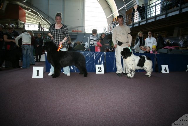 Фото: ньюфаундленд Gimenej Golden Star, ньюфаундленд Аквиан Сонг Зеро Гравити (Akvian Song Zero Graviti)