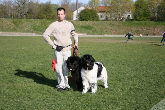 Фото: ньюфаундленд Gimenej Golden Star, ньюфаундленд Аквиан Сонг Зеро Гравити (Akvian Song Zero Graviti), Александр Розенфельд