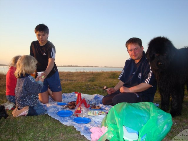 Фото: ньюфаундленд Их Высочество Глория Айрис (Ih Visochestvo Gloria Airis)