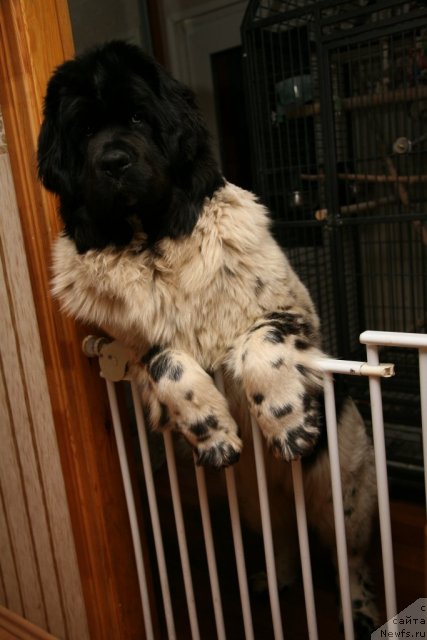 Фото: ньюфаундленд Аквиан Сонг Зеро Гравити (Akvian Song Zero Graviti)