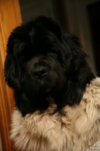 Фото: ньюфаундленд Аквиан Сонг Зеро Гравити (Akvian Song Zero Graviti)