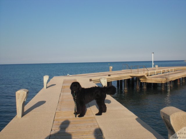 Фото: ньюфаундленд Ю-Питер фром Питер