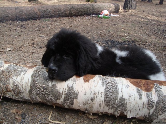 Фото: ньюфаундленд Жан Конкистадор