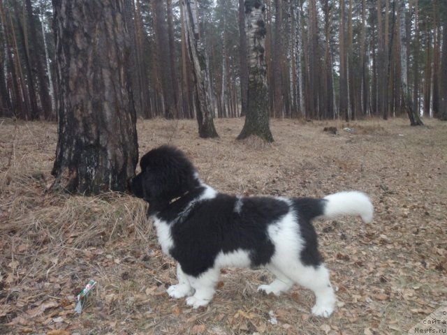 Фото: ньюфаундленд Жан Конкистадор