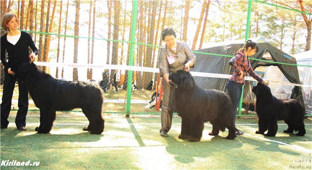 Фото: ньюфаундленд Акватория Келвин Нозерн Спирит (Aquatoriya Kelvin Northern Spirit), ньюфаундленд Акватория Келвин Золотой Медведь (Aquatoriya Kelvin Zolotoy Medved), ньюфаундленд Акватория Келвин Импресса (Aquatoriya Kelvin Impressa)