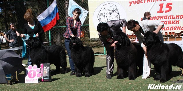 Фото: ньюфаундленд Акватория Келвин Золотой Медведь (Aquatoriya Kelvin Zolotoy Medved), ньюфаундленд Акватория Келвин Импресса (Aquatoriya Kelvin Impressa), ньюфаундленд Акватория Келвин Инсайдер, ньюфаундленд Акватория Келвин Инспирит Лайф (Aquatoriya Kelvin Inspirit Life)