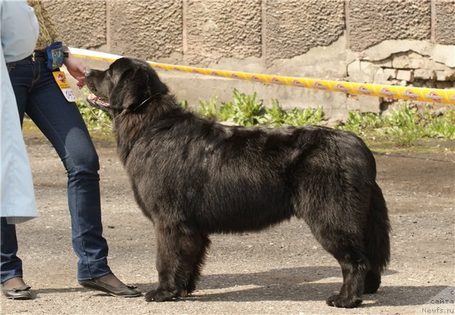 Фото: ньюфаундленд Их Высочество Виола Жанмоника (Ih Visochestvo Viola Zhanmonika), Людмила Кудрявцева
