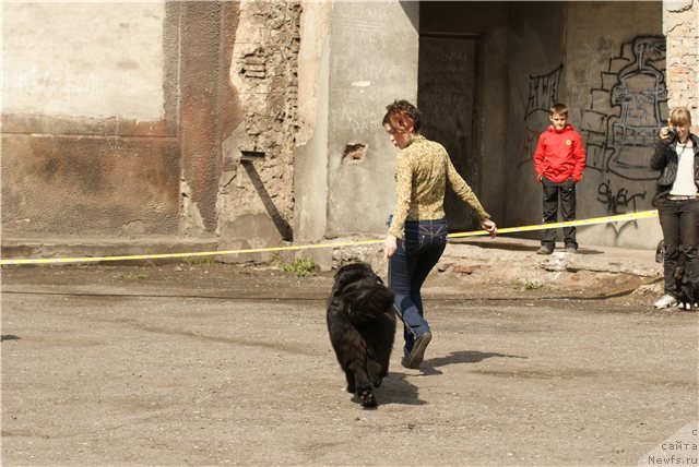 Фото: ньюфаундленд Их Высочество Виола Жанмоника (Ih Visochestvo Viola Zhanmonika), Людмила Кудрявцева