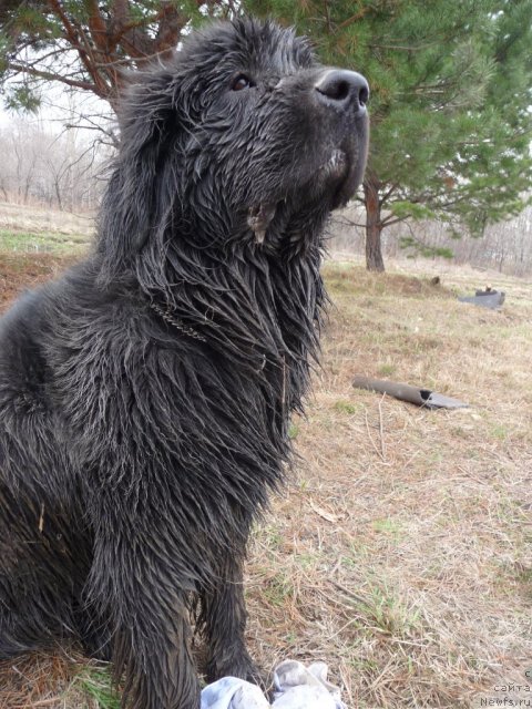 Фото: ньюфаундленд Мирабелла из Тихого Омута