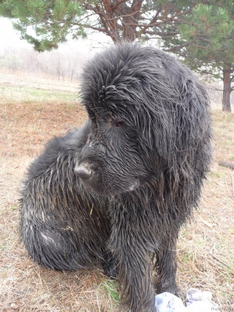Фото: ньюфаундленд Мирабелла из Тихого Омута
