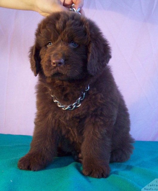 Фото: ньюфаундленд Жарден Обольститель