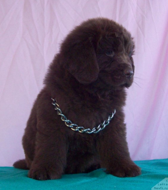 Фото: ньюфаундленд Жарден Обольститель