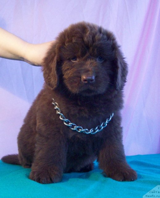 Фото: ньюфаундленд Жарден Обольститель