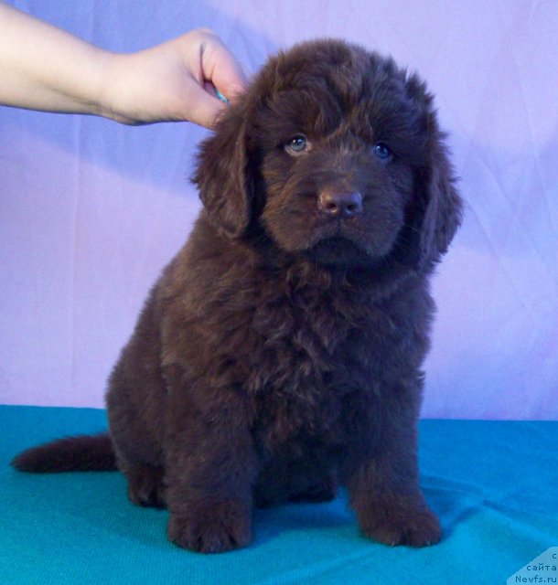 Фото: ньюфаундленд Жарден Обольститель