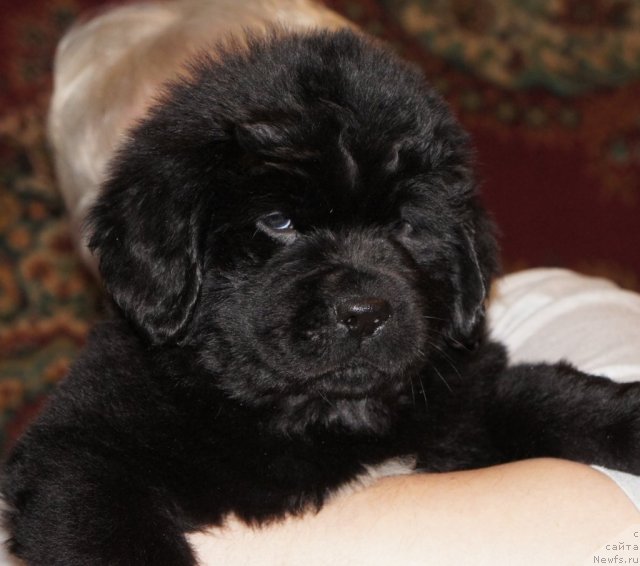 Фото: ньюфаундленд Смигар Жордан Рива