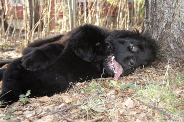 Фото: ньюфаундленд Смигар Галакси Шелл Вин (Smigar Galaxsy Shall Win), Смигар Жефферсон от Мескалеро