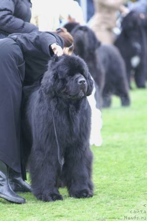 Фото: ньюфаундленд Council Cups Star of Kodiak Acres