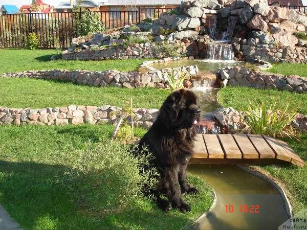 Фото: ньюфаундленд Елизар Вялiкi Мядзведзь (Elizar Vialiki Miadzvedz)