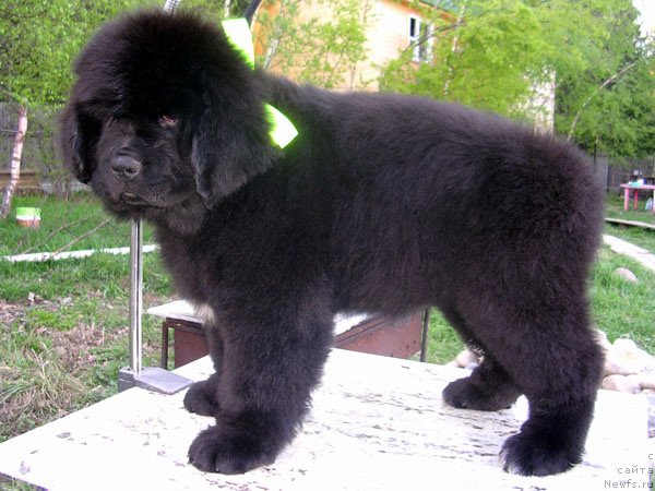 Фото: ньюфаундленд Сказочная Кроха Наоми Черная Жемчужина