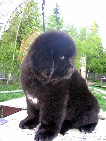 Фото: ньюфаундленд Сказочная Кроха Наоми Черная Жемчужина