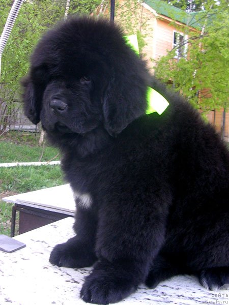 Фото: ньюфаундленд Сказочная Кроха Наоми Черная Жемчужина