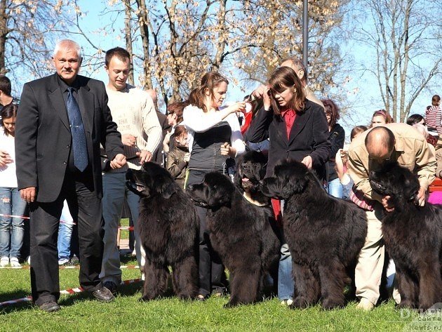 Фото: ньюфаундленд Gimenej Golden Star, ньюфаундленд Звезда Ростова с Берега Дона (Zvezda Rostova s Berega Dona), ньюфаундленд Zara Clark Zvezdnij Dar, ньюфаундленд Golana Golden Star