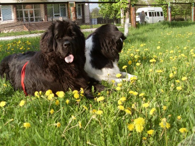 Фото: ньюфаундленд Aleze Beautiful Princess Aqua Pearl, ньюфаундленд Чара Блэк Квэст Морской Медведь