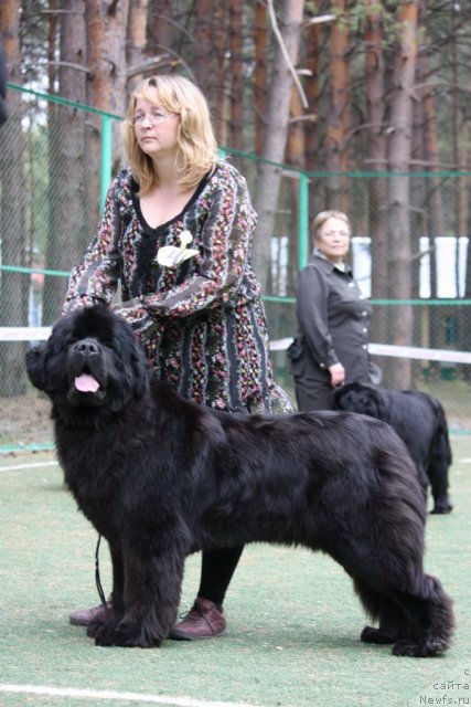 Фото: ньюфаундленд Сент Джонс Сабина Мистикал (Sent Djons Sabina Mistical)