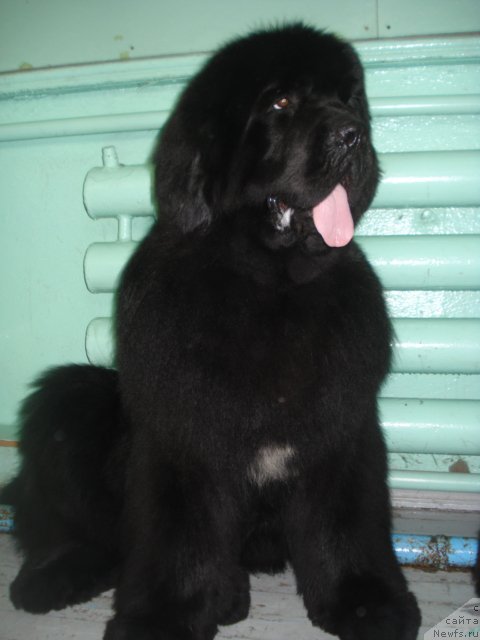 Фото: ньюфаундленд Акватория Келвин Максим